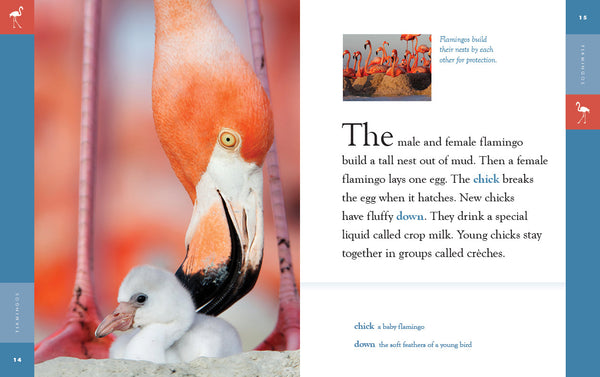 Amazing Animals (2022): Flamingos by The Creative Company Shop