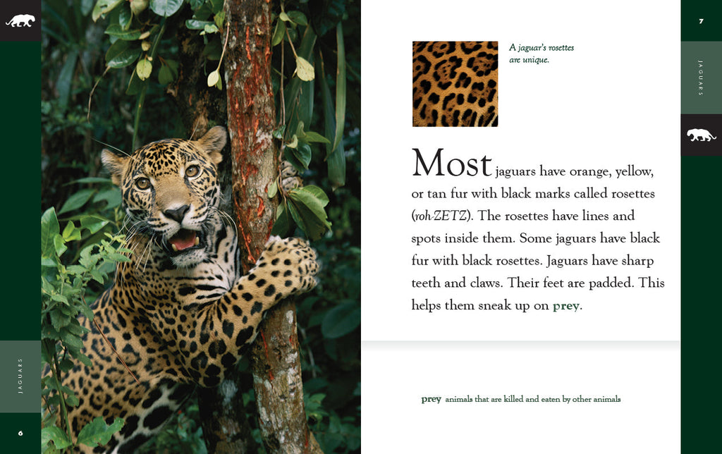Amazing Animals (2022): Jaguars by The Creative Company Shop