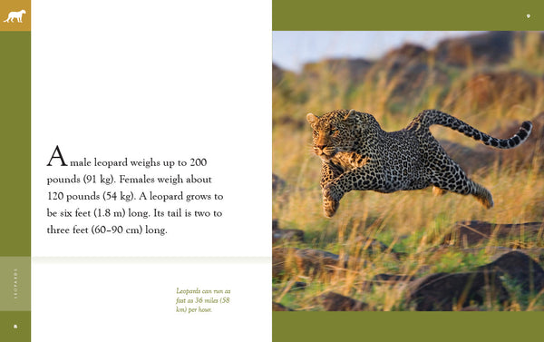 Amazing Animals (2022): Leopards by The Creative Company Shop