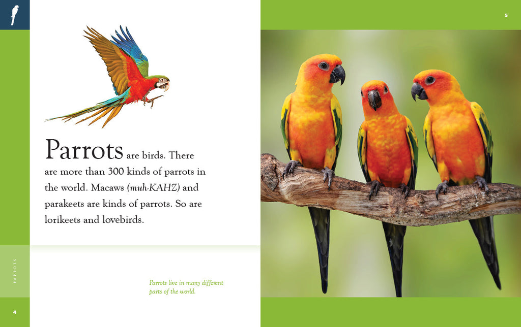 Amazing Animals (2022): Parrots by The Creative Company Shop