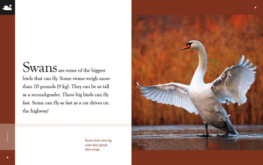 Amazing Animals (2022): Swans by The Creative Company Shop