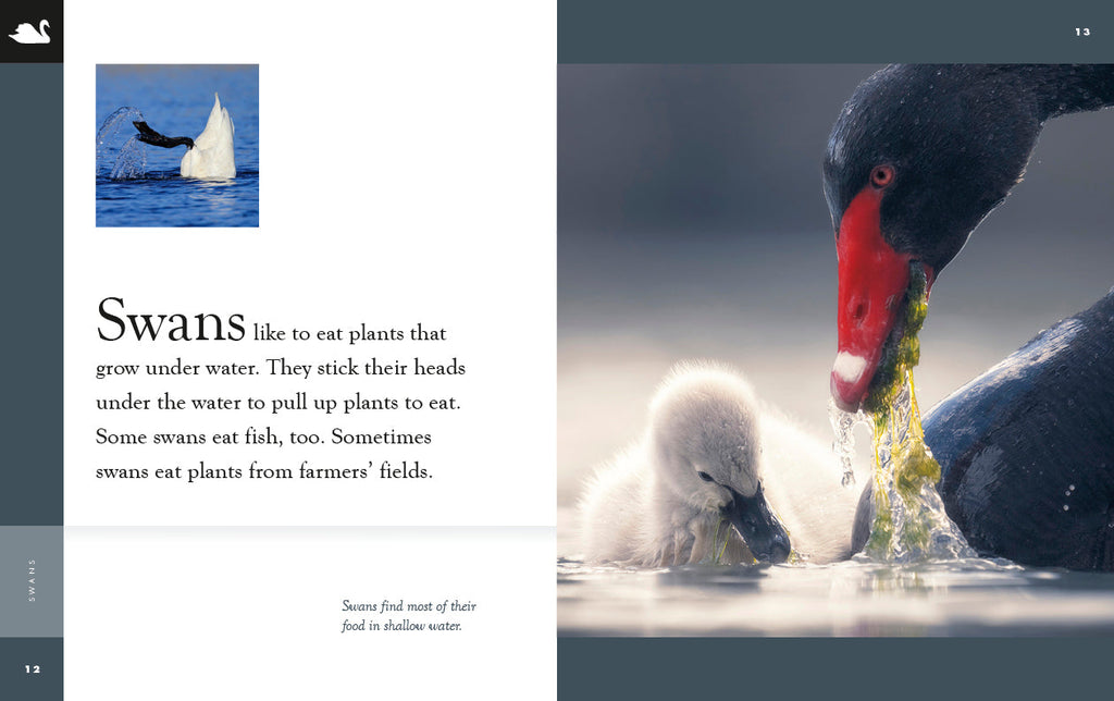 Amazing Animals (2022): Swans by The Creative Company Shop