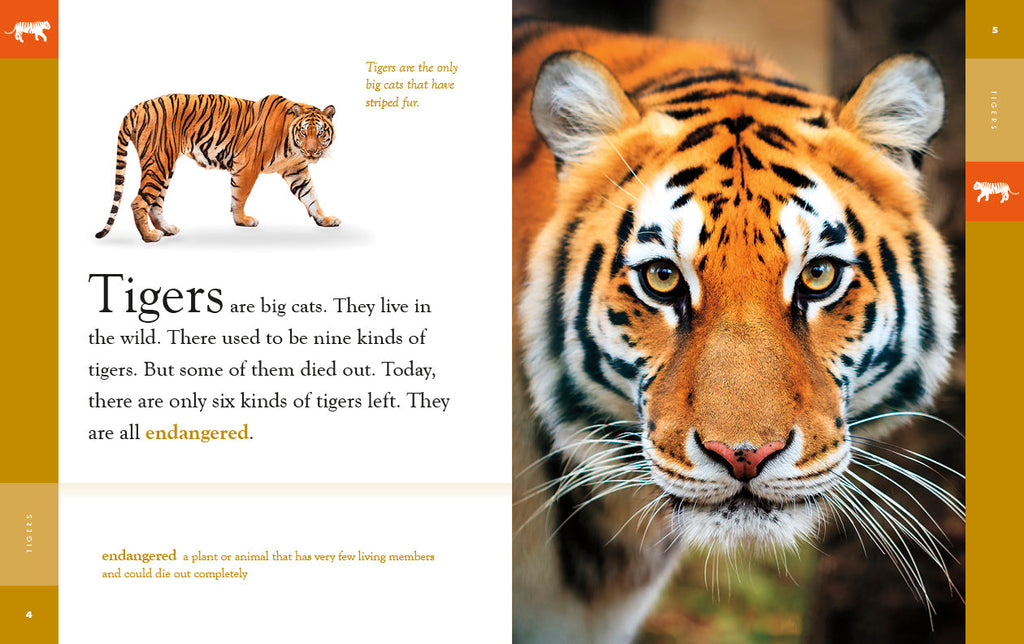 Amazing Animals (2022): Tigers by The Creative Company Shop