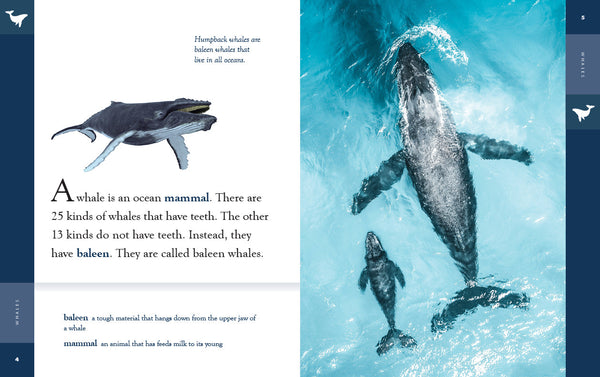 Amazing Animals (2022): Whales by The Creative Company Shop