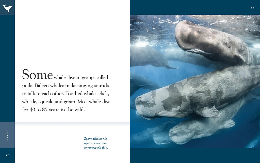 Amazing Animals (2022): Whales by The Creative Company Shop