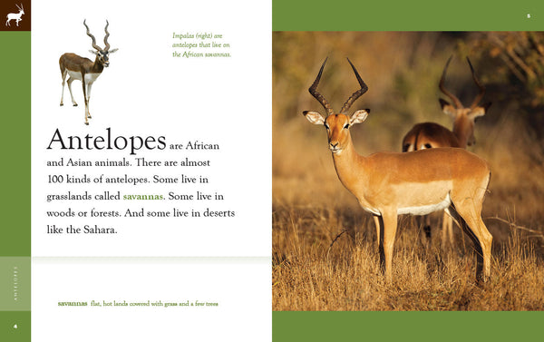Amazing Animals (2022): Antelopes by The Creative Company Shop