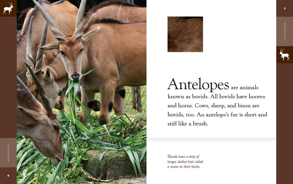 Amazing Animals (2022): Antelopes by The Creative Company Shop