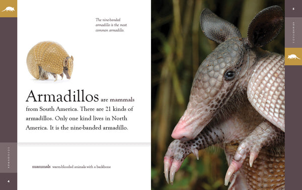 Amazing Animals (2022): Armadillos by The Creative Company Shop
