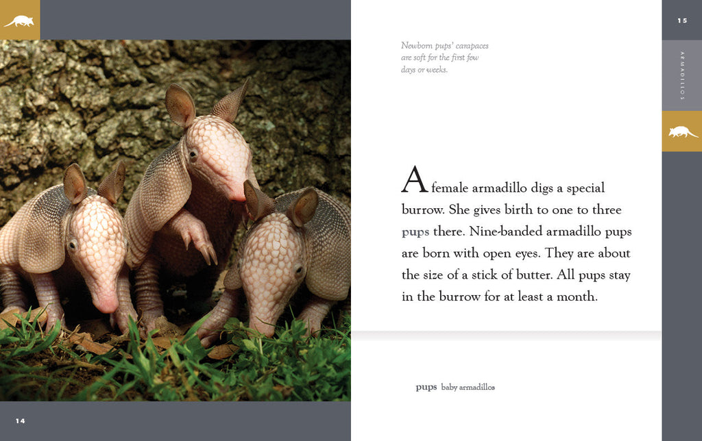 Amazing Animals (2022): Armadillos by The Creative Company Shop