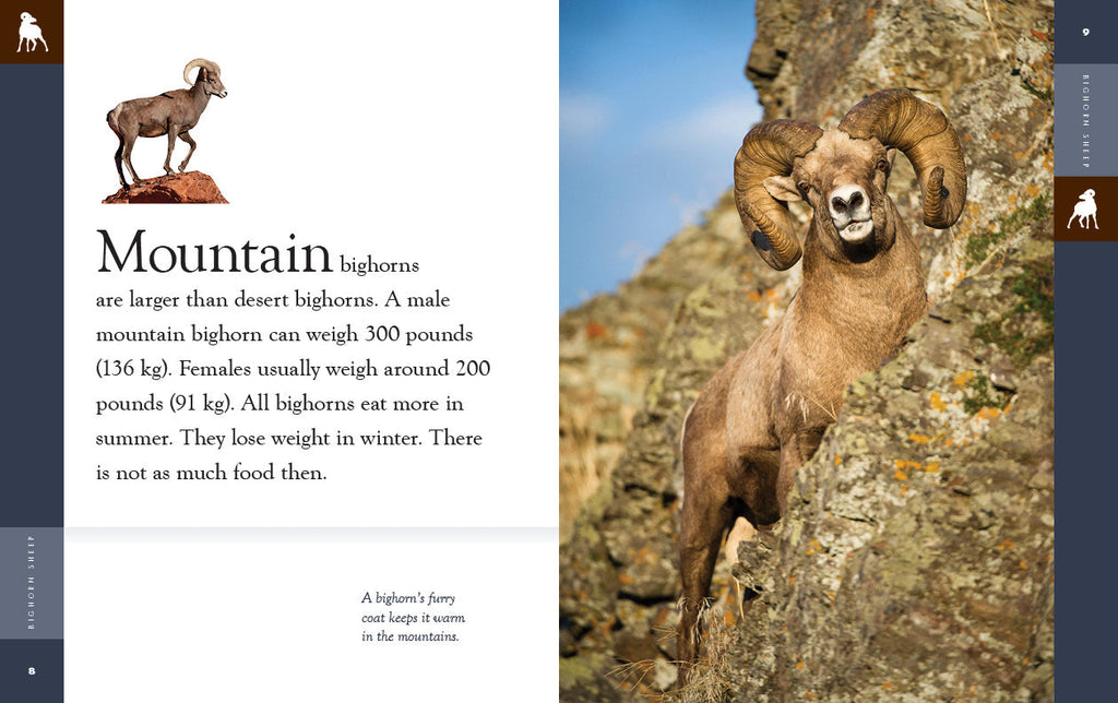 Amazing Animals (2022): Bighorn Sheep by The Creative Company Shop