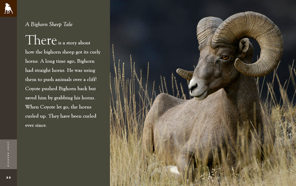 Amazing Animals (2022): Bighorn Sheep by The Creative Company Shop