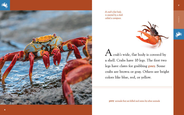 Amazing Animals (2022): Crabs by The Creative Company Shop
