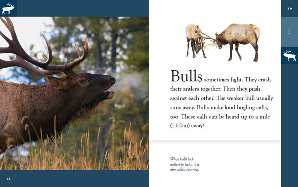 Amazing Animals (2022): Elk by The Creative Company Shop