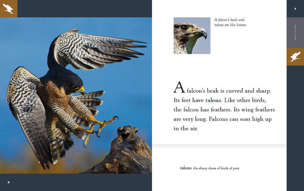 Amazing Animals (2022): Falcons by The Creative Company Shop