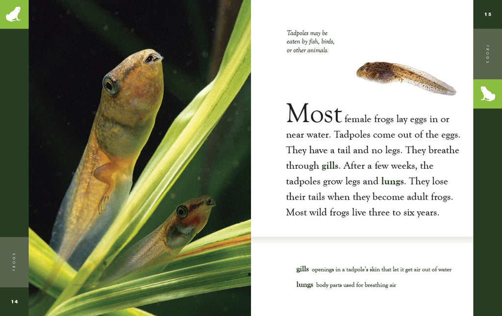Amazing Animals (2022): Frogs by The Creative Company Shop