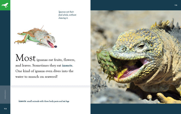 Amazing Animals (2022): Iguanas by The Creative Company Shop