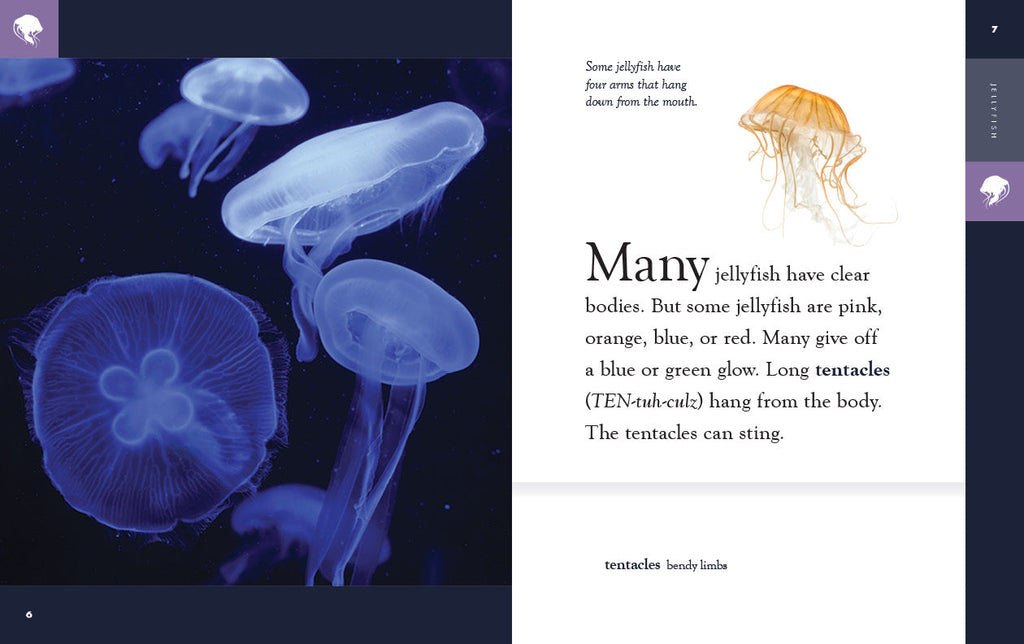Amazing Animals (2022): Jellyfish by The Creative Company Shop