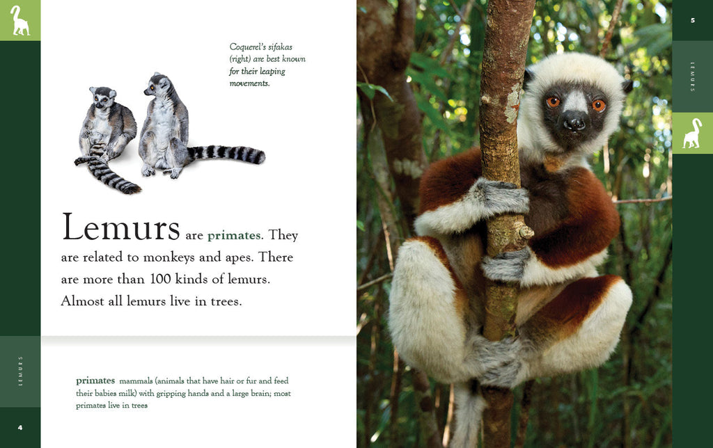 Amazing Animals (2022): Lemurs by The Creative Company Shop