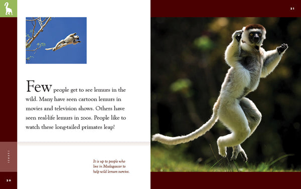 Amazing Animals (2022): Lemurs by The Creative Company Shop