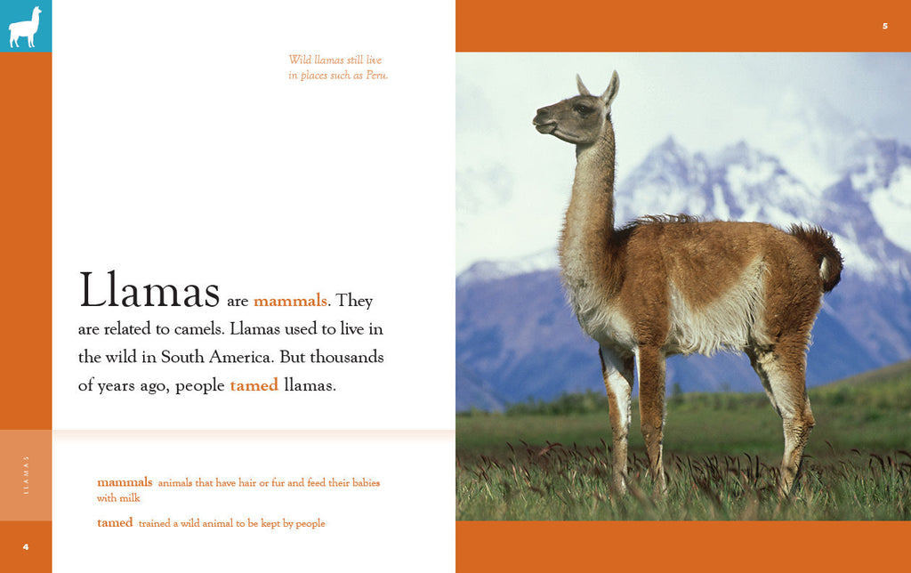 Amazing Animals (2022): Llamas by The Creative Company Shop