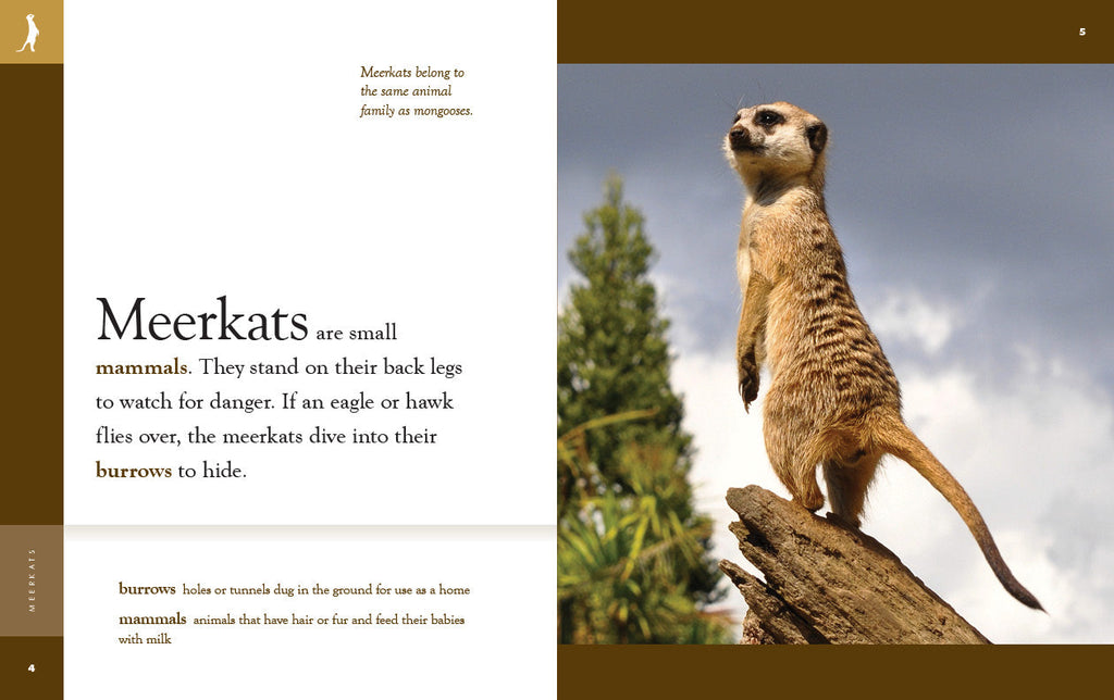 Amazing Animals (2022): Meerkats by The Creative Company Shop