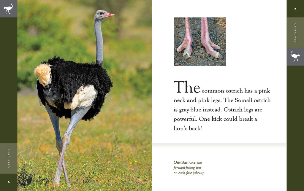 Amazing Animals (2022): Ostriches by The Creative Company Shop