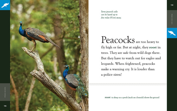 Amazing Animals (2022): Peacocks by The Creative Company Shop