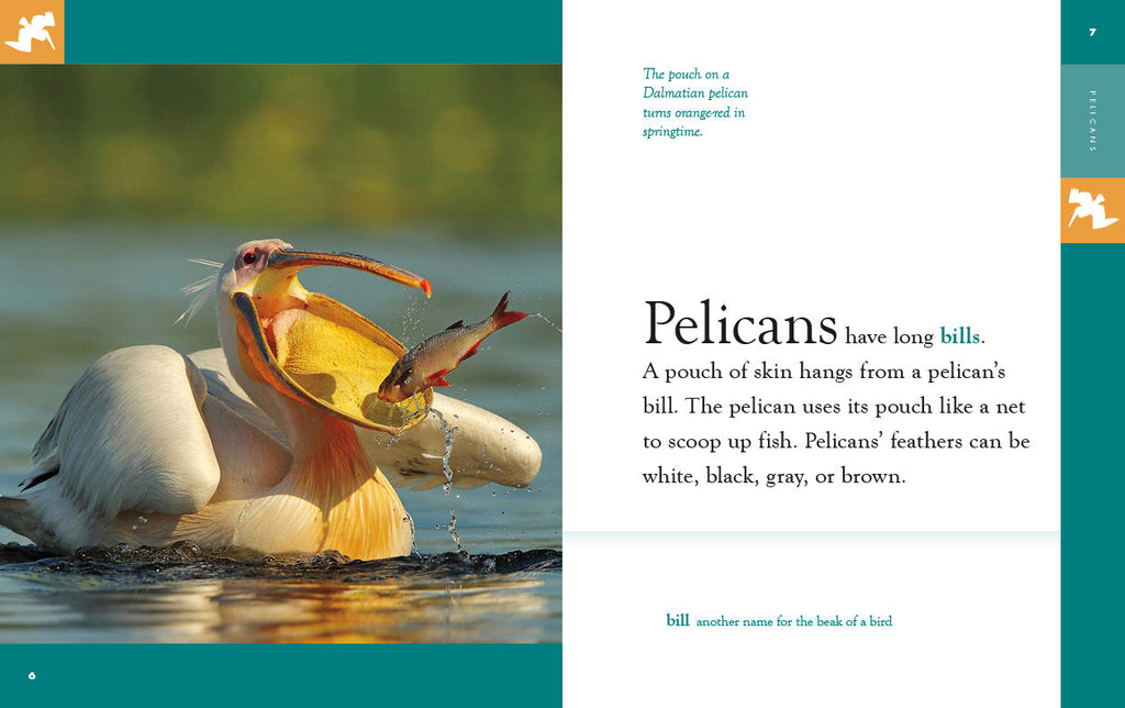 Amazing Animals (2022): Pelicans by The Creative Company Shop