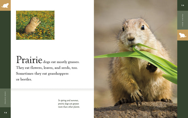 Amazing Animals (2022): Prairie Dogs by The Creative Company Shop