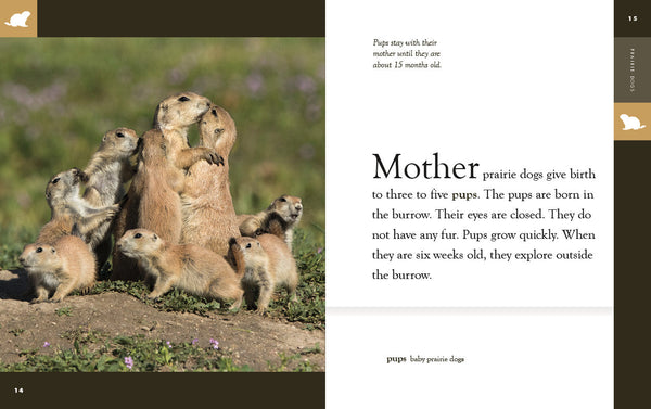 Amazing Animals (2022): Prairie Dogs by The Creative Company Shop