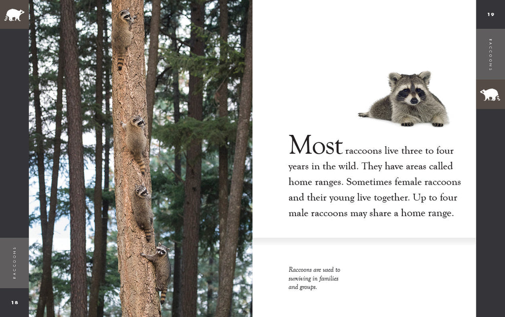 Amazing Animals (2022): Raccoons by The Creative Company Shop