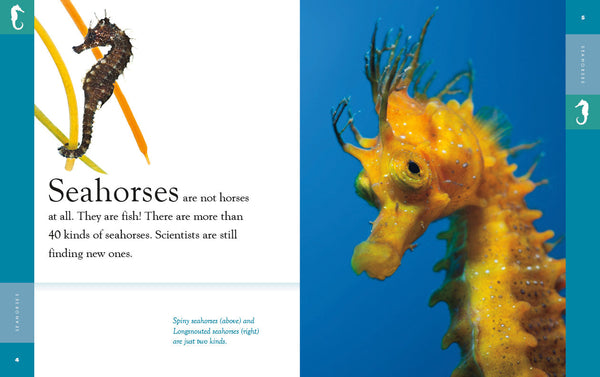 Amazing Animals (2022): Seahorses by The Creative Company Shop