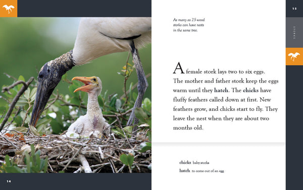 Amazing Animals (2022): Storks by The Creative Company Shop