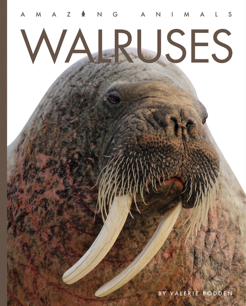 Amazing Animals (2022): Walruses by The Creative Company Shop