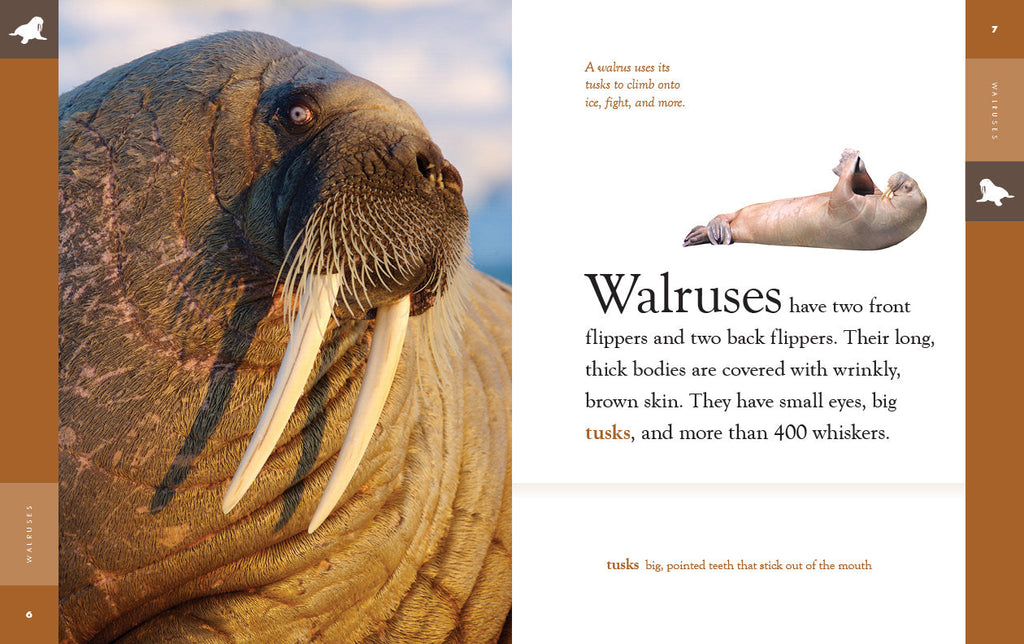 Amazing Animals (2022): Walruses by The Creative Company Shop