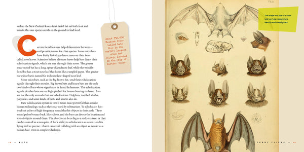Living Wild (2024): Bats by The Creative Company Shop