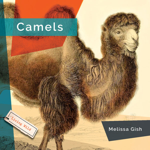 Living Wild (2024): Camels by The Creative Company Shop