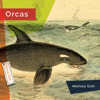 Living Wild (2024): Orcas by The Creative Company Shop