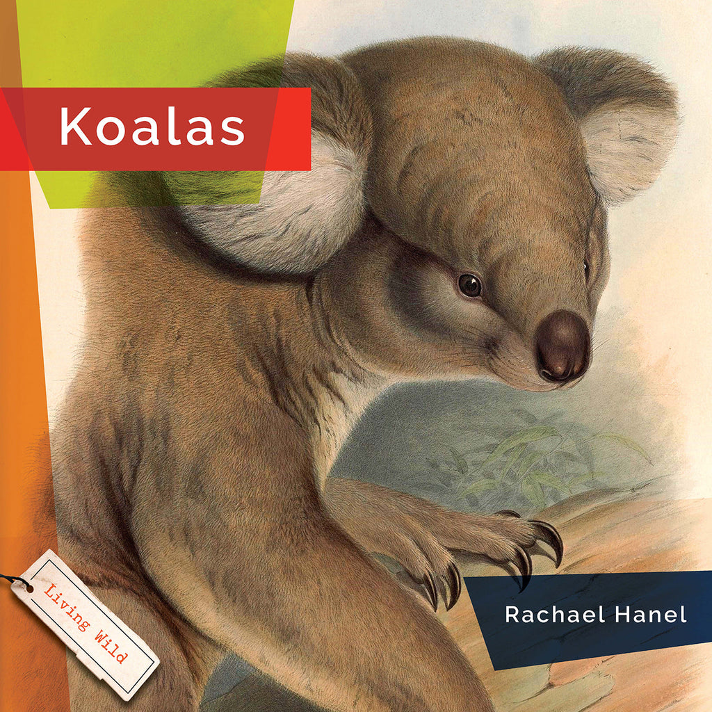 Living Wild (2024): Koalas by The Creative Company Shop
