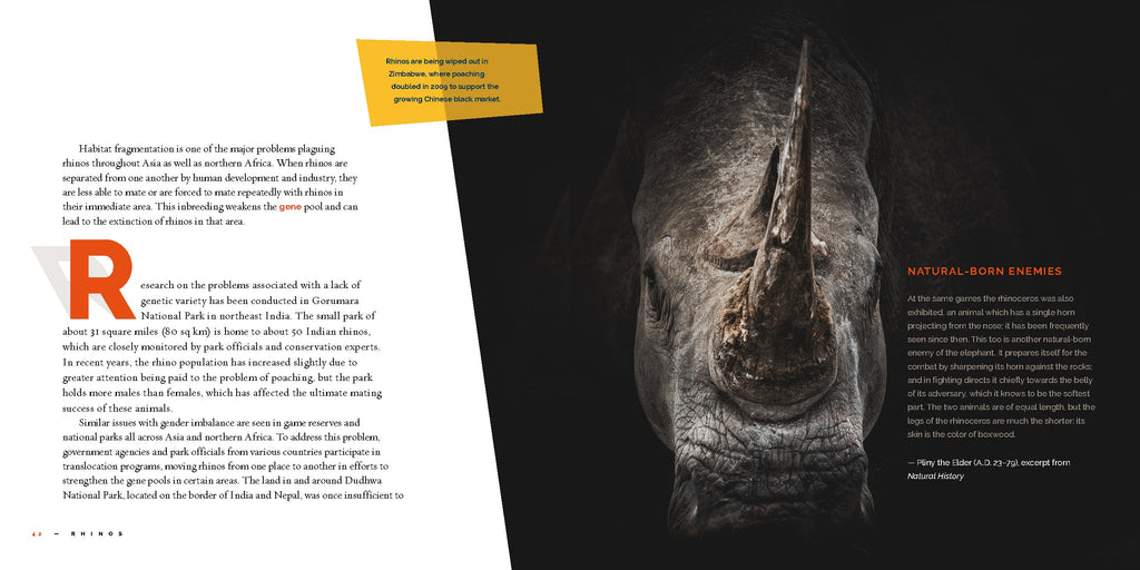 Living Wild (2024): Rhinoceroses by The Creative Company Shop