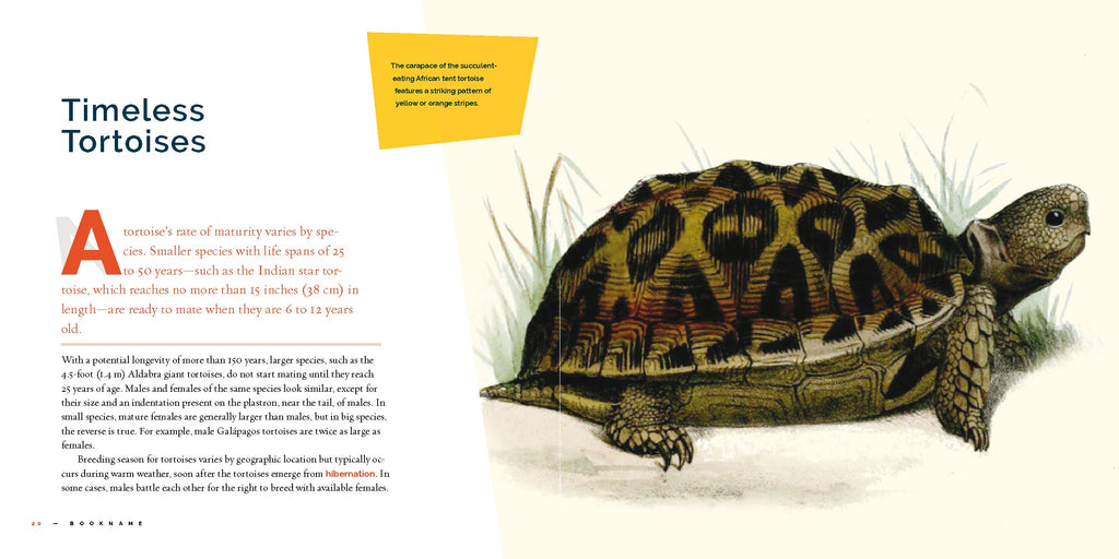 Living Wild (2024): Tortoises by The Creative Company Shop