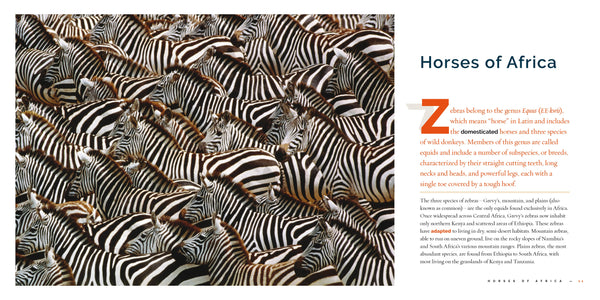 Living Wild (2024): Zebras by The Creative Company Shop