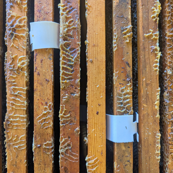 Apivar Original + Apivar 2.0 Varroa Mite Strips