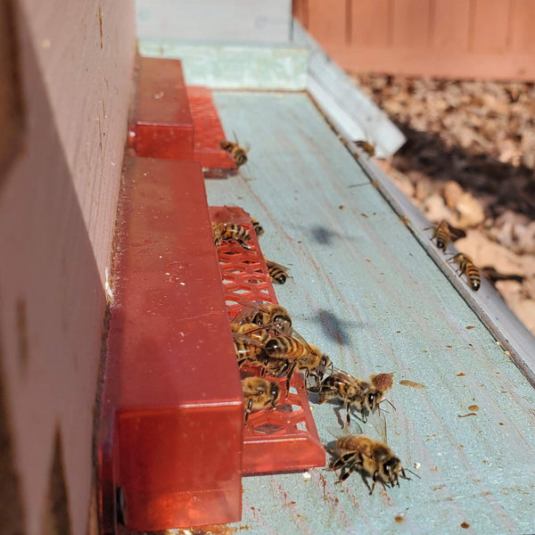 Guardian Bee Hive Entrance