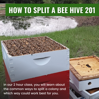 How To Split A Bee Hive 201