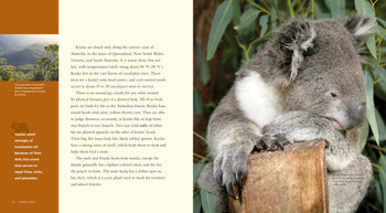 Living Wild - Classic Edition: Koalas by The Creative Company Shop