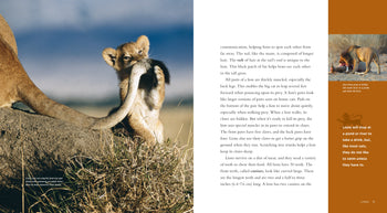 Living Wild - Classic Edition: Lions by The Creative Company Shop