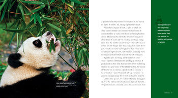 Living Wild - Classic Edition: Pandas by The Creative Company Shop