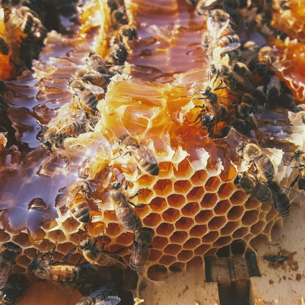 Raw Honey from Avondale, Alabama