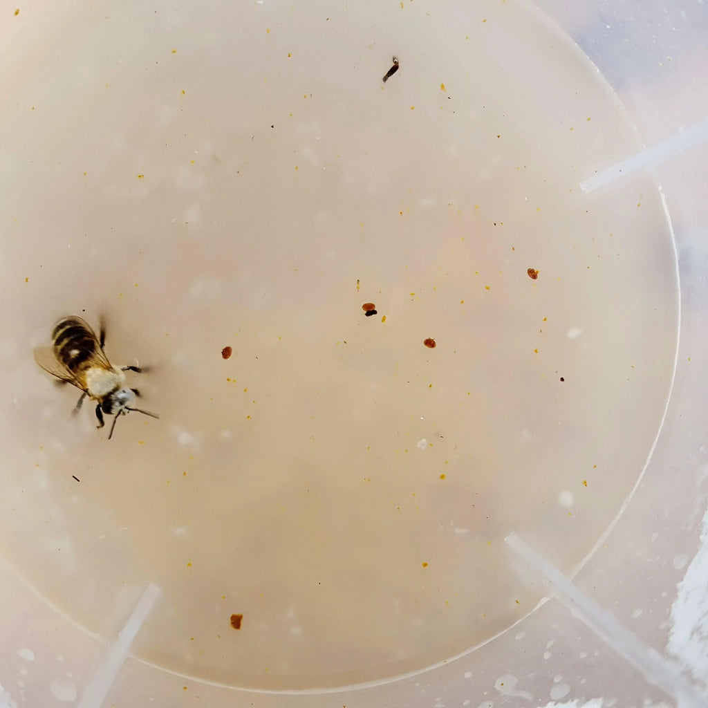 Varroa Easy Check